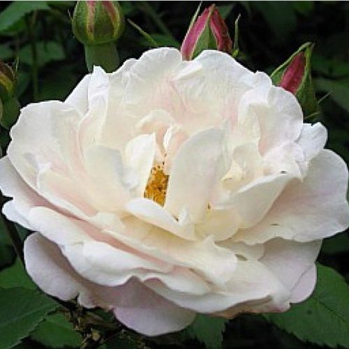 E-commerce, vendita, rose, in, vaso rose rambler - bianco - Rosa Venusta Pendula - rosa dal profumo discreto - - - ,-